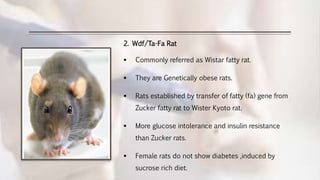 Obese Lab Rats Screening of Antidiabetics | PPTX