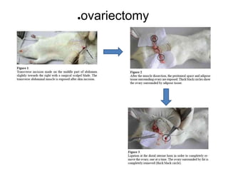 ●ovariectomy
 