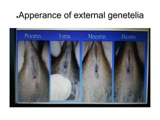 ●Apperance of external genetelia
 