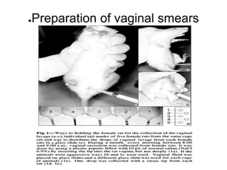 ●Preparation of vaginal smears
 