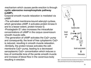 •mechanism which causes penile erection is through
cyclic adenosine monophosphate pathway
(cAMP).
Corporal smooth muscle relaxation is mediated via
cAMP.
-The activated membrane-bound adenylyl cyclase,
which generates cAMP, it activates protein kinase A
and to a lesser extent, protein kinase G.
-Prostagladin E1 also increases the intracellular
concentrations of cAMP in the corpus cavernosum
smooth muscle cells.
-The generation of cAMP activates the Ca2+ pump
and consequently, the level of free cytoplasmic Ca2+
is reduced, resulting in smooth muscle relaxation.
-Similarly, the protein kinase activates the cell-
membrane Ca2+ pump, leading to a decreased
sarcoplasmic Ca2+ concentration which induces a
loss of contractile tone of the penile smooth muscle
and increase of blood flow in the cavernous body
resulting in erection.
36
 
