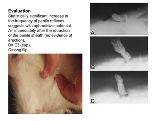 Evaluation
Statistically significant increase in
the frequency of penile reflexes
suggests with aphrodisiac potential.
A= immediately after the retraction
of the penile sheath (no evidence of
erection),
B= E3 (cup),
C=long flip.
 
