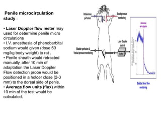 Penile microcirculation
study :
• Laser Doppler flow meter may
used for determine penile micro
circulations
• I.V. anesthesia of phenobarbital
sodium would given (dose 50
mg/kg body weight) to rat .
• Penile sheath would retracted
manually, after 10 min of
adaptation the Laser Doppler
Flow detection probe would be
positioned in a holder close (2-3
mm) to the dorsal side of penis.
• Average flow units (flux) within
10 min of the test would be
calculated.
 