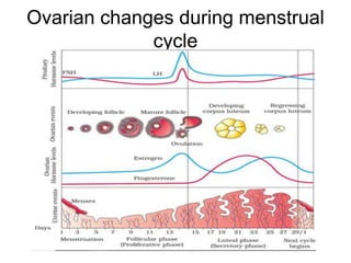 ●
Ovarian changes during menstrual
cycle
 