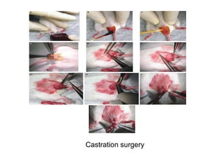 Castration surgery
 
