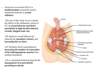 ● Guibourtia tessmannii (GT) is a
medicinal plant commonly used in
traditional medicine as sexual
enhancer.
-The aim of this study was to evaluate
the effects of the methanolic extract of
GT on sexual behavior and fictive
ejaculation in high-fat-diet-induced
sexually sluggish male rats
-GT improves sexual behavior by
reducing the ejaculatory latency and
increasing the sex drive.
-GT facilitates fictive ejaculation by
increasing the number of contraction
of the bulbospongiosus muscles after
urethral stimulation
-GT is a potential medicinal drug for the
management of sexual deficits
pertaining to obesity.
 