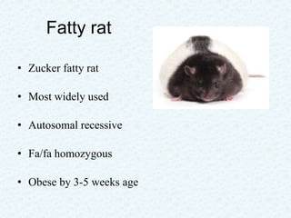 Obese Lab Rats Screening of antiobesity 23may2012 | PPTX