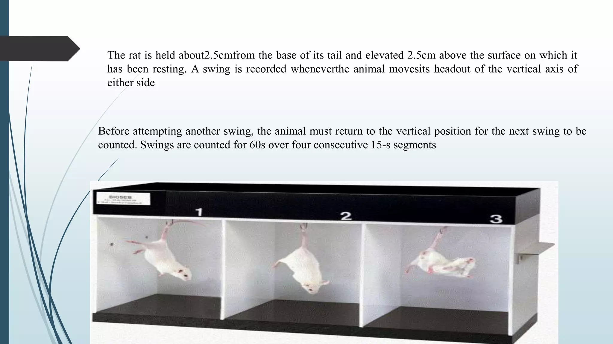 The rat is held about2.5cmfrom the base of its tail and elevated 2.5cm above the surface on which it
has been resting. A swing is recorded wheneverthe animal movesits headout of the vertical axis of
either side
Before attempting another swing, the animal must return to the vertical position for the next swing to be
counted. Swings are counted for 60s over four consecutive 15-s segments
 