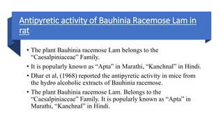 Antipyretic activity of Bauhinia Racemose Lam in
rat
• The plant Bauhinia racemose Lam belongs to the
“Caesalpiniaceae” Family.
• It is popularly known as “Apta” in Marathi, “Kanchnal” in Hindi.
• Dhar et al, (1968) reported the antipyretic activity in mice from
the hydro alcoholic extracts of Bauhinia racemose.
• The plant Bauhinia racemose Lam. Belongs to the
“Caesalpiniaceae” Family. It is popularly known as “Apta” in
Marathi, “Kanchnal” in Hindi.
 
