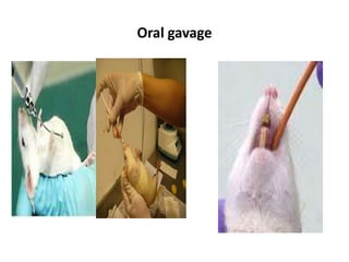 Oral gavage 
 