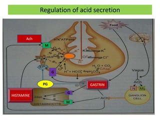 Regulation of acid secretion 
GASTRIN 
Ach 
HISTAMINE 
PG 
M 
M 
G 
G 
 