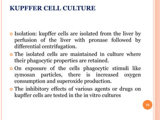 KUPFFER CELL CULTURE
 Isolation: kupffer cells are isolated from the liver by
perfusion of the liver with pronase followed by
differential centrifugation.
 The isolated cells are maintained in culture where
their phagocytic properties are retained.
 On exposure of the cells phagocytic stimuli like
zymosan particles, there is increased oxygen
consumption and superoxide production.
 The inhibitory effects of various agents or drugs on
kupffer cells are tested in the in vitro cultures
10
 