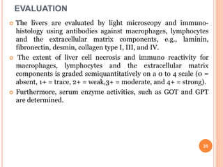 EVALUATION
 The livers are evaluated by light microscopy and immuno-
histology using antibodies against macrophages, lymphocytes
and the extracellular matrix components, e.g., laminin,
fibronectin, desmin, collagen type I, III, and IV.
 The extent of liver cell necrosis and immuno reactivity for
macrophages, lymphocytes and the extracellular matrix
components is graded semiquantitatively on a 0 to 4 scale (0 =
absent, 1+ = trace, 2+ = weak,3+ = moderate, and 4+ = strong).
 Furthermore, serum enzyme activities, such as GOT and GPT
are determined.
25
 