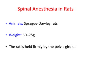 Spinal Anesthesia in Rats
• Animals: Sprague-Dawley rats
• Weight: 50–75g
• The rat is held ﬁrmly by the pelvic girdle.
 