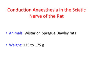 Conduction Anaesthesia in the Sciatic
Nerve of the Rat
• Animals: Wistar or Sprague Dawley rats
• Weight: 125 to 175 g
 