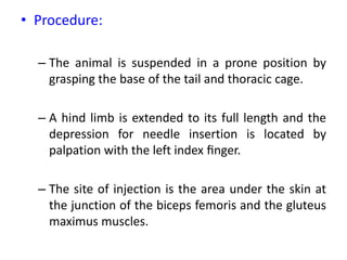 • Procedure:
– The animal is suspended in a prone position by
grasping the base of the tail and thoracic cage.
– A hind limb is extended to its full length and the
depression for needle insertion is located by
palpation with the left index ﬁnger.
– The site of injection is the area under the skin at
the junction of the biceps femoris and the gluteus
maximus muscles.
 
