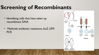 Screening Recon Example screening of reconbinants and reverse trancription.pptx