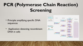 Screening Recon Example screening of reconbinants and reverse trancription.pptx