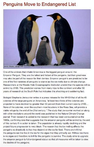Samantha Krahenbuhl - Penguins Move to Endangered List