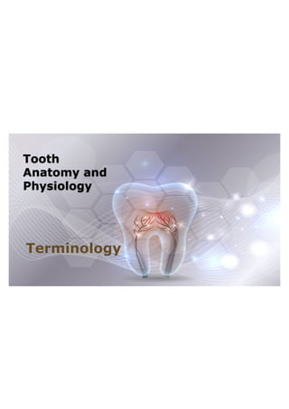 Tooth
Anatomy and
Physiology
Terminology
 