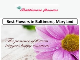 Best Flowers in Baltimore, Maryland
 