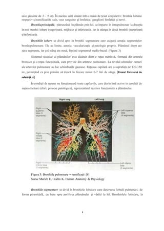 cu o grosime de 3 – 5 cm. În nucleu sunt situate într-o masă de ţesut conjunctiv: bronhia lobului
respectiv şi ramificaţiile sale, vase sanguine şi limfatice, ganglioni limfatici şi nervi.
Bronhiaprincipală, pătrunzând în plămân prin hil, se împarte în intrapulmonar la dreapta
în trei bronhii lobare (superioară, mijlocie şi inferioară), iar la stânga în două bronhii (superioară
şi inferioară).
Bronhiile lobare se divid apoi în bronhii segmentare care asigură aeraţia segmentelor
bronhopulmonare. Ele au limite, aeraţie, vascularizaţie şi patologie proprie. Plămânul drept are
zece segmente, iar cel stâng are nouă, lipsind segmentul medio-bazal. (Figura 3)
Sistemul vascular al plămânilor este alcătuit dintr-o reţea nutritivă, formată din arterele
bronşice şi o reţea funcţională, care provine din arterele pulmonare. La nivelul ultimelor ramuri
ale arterelor pulmonare au loc schimburile gazoase. Reţeaua capilară are o suprafață de 120-150
m2, permiţând ca prin plămân să treacă în fiecare minut 6-7 litri de sânge. [Eroare! Fără sursă de
referință.,6]
În condiţii de repaus nu funcţionează toate capilarele, care devin însă active in condiţii de
suprasilicitare (efort, procese patologice), reprezentând rezerva funcţională a plămânului.
Figura 3: Bronhiile pulmonare – ramificații [6]
Sursa: Marieb E, Hoehn K. Human Anatomy & Physiology
Bronhiile segmentare se divid în bronhiole lobulare care deservesc lobulii pulmonari, de
forma piramidală, cu baza spre periferia plămânului şi vârful la hil. Bronhiolele lobulare, la
4
 