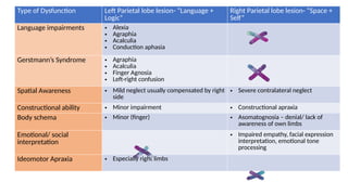 Language Processing Contralateral Sensory & Higher Cortical Functions of the Parietal Lobe | PPTX