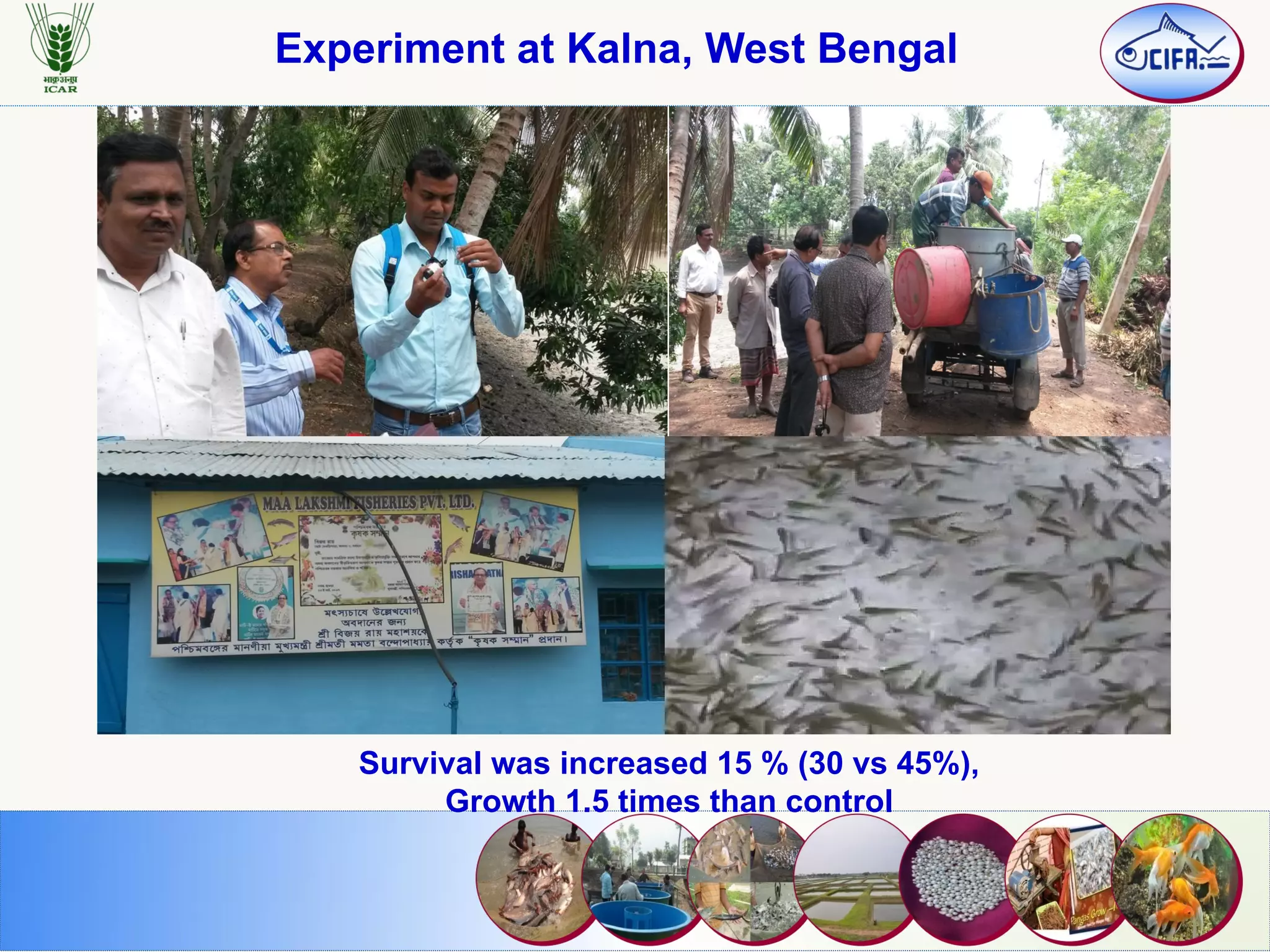Experiment at Kalna, West Bengal
Survival was increased 15 % (30 vs 45%),
Growth 1.5 times than control
 