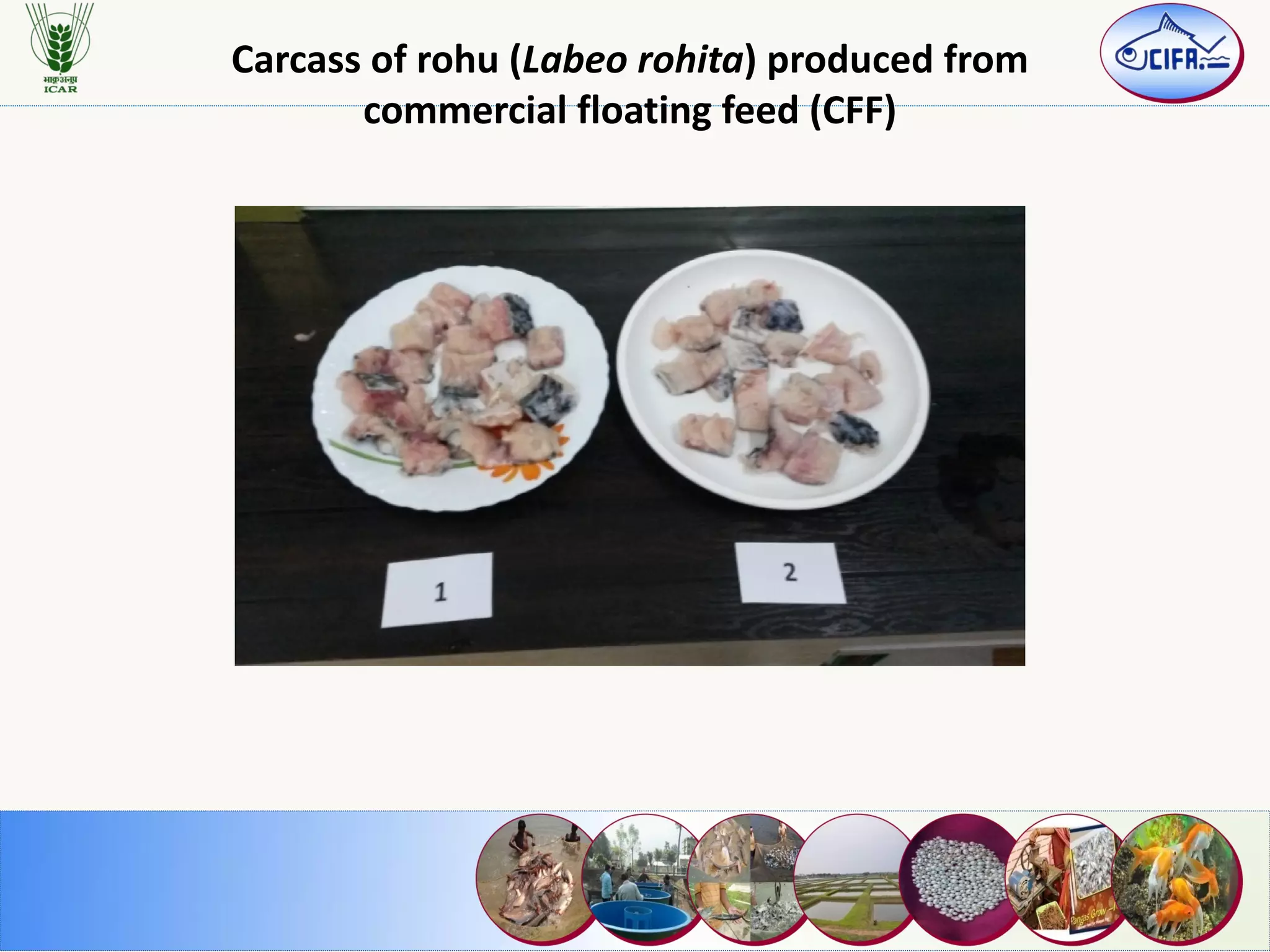 Carcass of rohu (Labeo rohita) produced from
commercial floating feed (CFF)
 