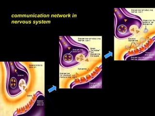 communication network in
nervous system
 