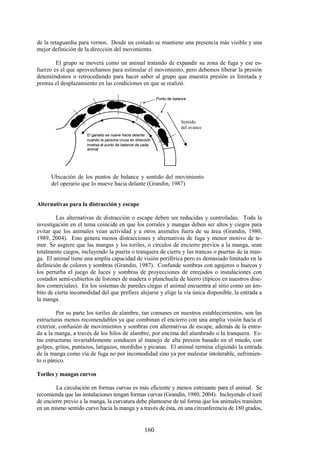 160
de la retaguardia para vernos. Desde un costado se mantiene una presencia más visible y una
mejor definición de la dirección del movimiento.
El grupo se moverá como un animal tratando de expandir su zona de fuga y ese es-
fuerzo es el que aprovechamos para estimular el movimiento, pero debemos liberar la presión
deteniéndonos o retrocediendo para hacer saber al grupo que muestra presión es limitada y
premia el desplazamiento en las condiciones en que se realizó.
Punto de balance
El ganado se nueve hacia delante
cuando la persona cruza en dirección
inversa el punto de balance de cada
animal
Punto de balance
El ganado se nueve hacia delante
cuando la persona cruza en dirección
inversa el punto de balance de cada
animal
Ubicación de los puntos de balance y sentido del movimiento
del operario que lo mueve hacia delante (Grandin, 1987)
Alternativas para la distracción y escape
Las alternativas de distracción o escape deben ser reducidas y controladas. Toda la
investigación en el tema coincide en que los corrales y mangas deben ser altos y ciegos para
evitar que los animales vean actividad y a otros animales fuera de su área (Grandin, 1980,
1989, 2004). Esto genera menos distracciones y alternativas de fuga y menor motivo de te-
mor. Se sugiere que las mangas y los toriles, o círculos de encierre previos a la manga, sean
totalmente ciegos, incluyendo la puerta o tranquera de cierre y las trancas o puertas de la man-
ga. El animal tiene una amplia capacidad de visión periférica pero es demasiado limitado en la
definición de colores y sombras (Grandin, 1987). Confunde sombras con agujeros o huecos y
los perturba el juego de luces y sombras de proyecciones de enrejados o instalaciones con
costados semi-cubiertos de listones de madera o planchuela de hierro (típicos en nuestros dise-
ños comerciales). En los sistemas de paredes ciegas el animal encuentra al sitio como un ám-
bito de cierta incomodidad del que prefiere alejarse y elige la vía única disponible, la entrada a
la manga.
Por su parte los toriles de alambre, tan comunes en nuestros establecimientos, son las
estructuras menos recomendables ya que combinan el encierro con una amplia visión hacia el
exterior, confusión de movimientos y sombras con alternativas de escape, además de la entra-
da a la manga, a través de los hilos de alambre, por encima del alambrado o la tranquera. Es-
tas estructuras invariablemente conducen al manejo de alta presión basado en el miedo, con
golpes, gritos, puntazos, latigazos, mordidas y picanas. El animal termina eligiendo la entrada
de la manga como vía de fuga no por incomodidad sino ya por malestar intolerable, sufrimien-
to o pánico.
Toriles y mangas curvos
La circulación en formas curvas es más eficiente y menos estresante para el animal. Se
recomienda que las instalaciones tengan formas curvas (Grandin, 1980; 2004). Incluyendo el toril
de encierre previo a la manga, la curvatura debe plantearse de tal forma que los animales transiten
en un mismo sentido curvo hacia la manga y a través de ésta, en una circunferencia de 180 grados,
Sentido
del avance
 