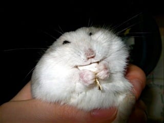 Scripting Enabled at Georgia Tech