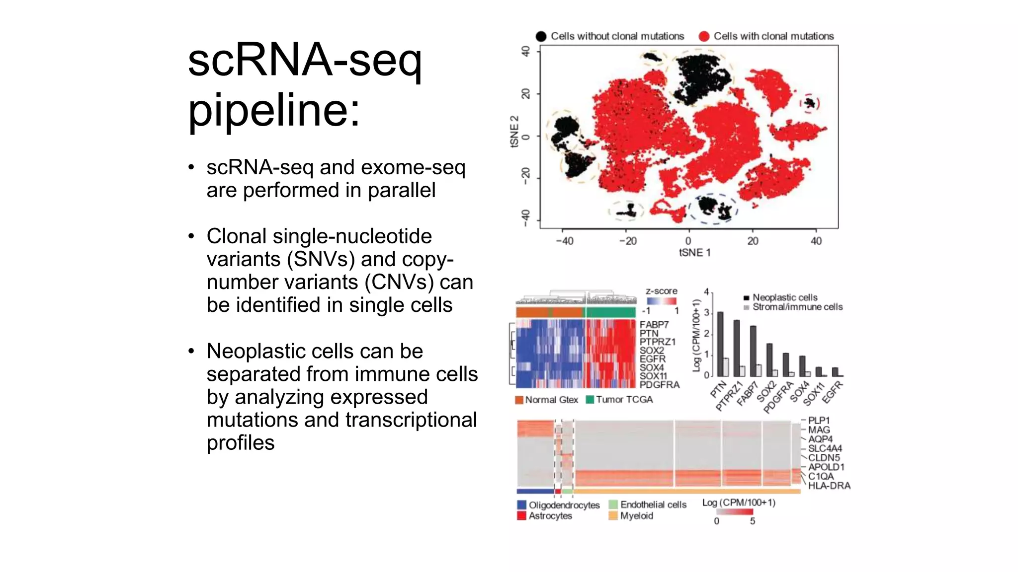 scRNA-seq
pipeline:
• scRNA-seq and exome-seq
are performed in parallel
• Clonal single-nucleotide
variants (SNVs) and copy-
number variants (CNVs) can
be identified in single cells
• Neoplastic cells can be
separated from immune cells
by analyzing expressed
mutations and transcriptional
profiles
 