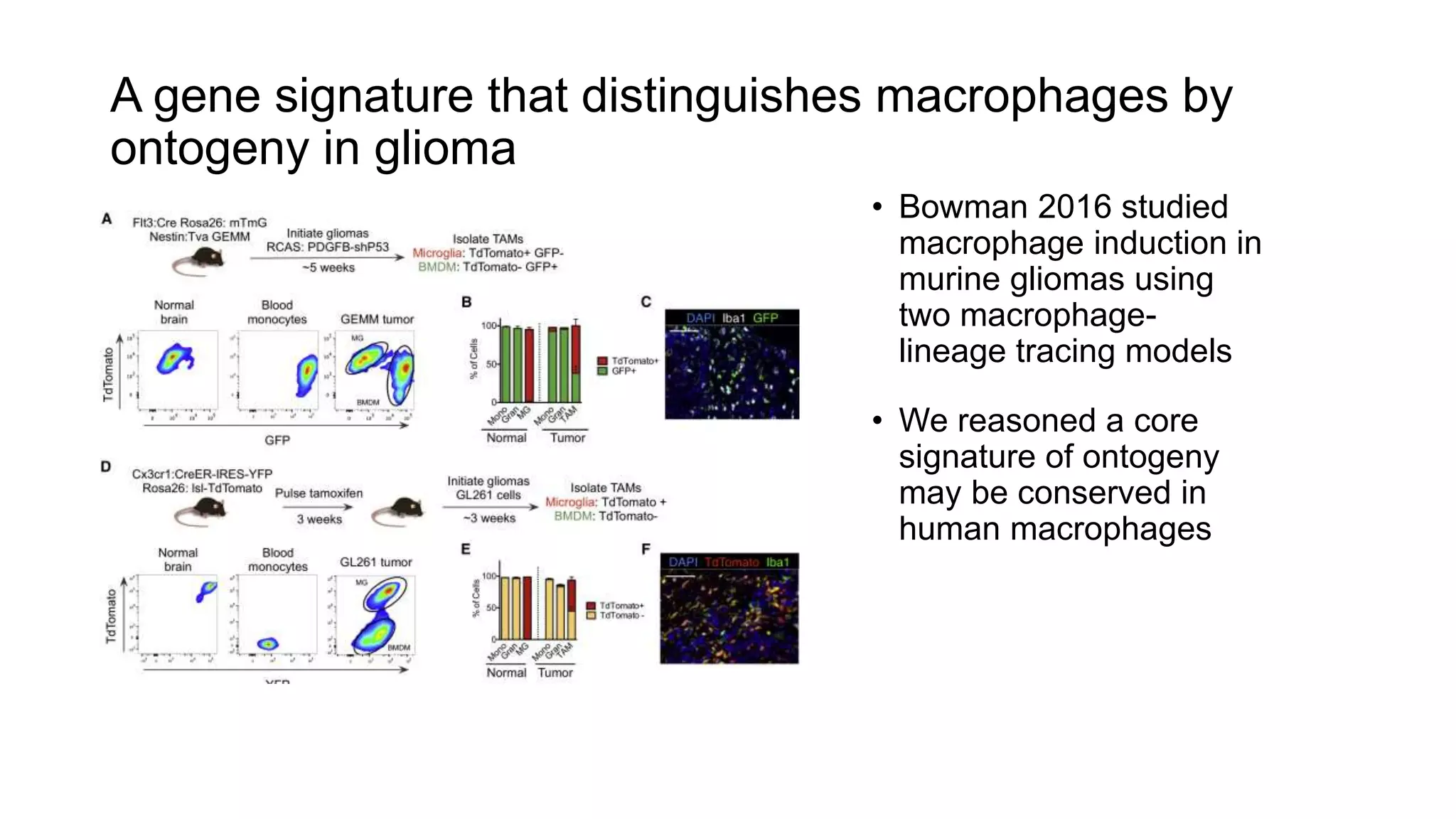 A gene signature that distinguishes macrophages by
ontogeny in glioma
• Bowman 2016 studied
macrophage induction in
murine gliomas using
two macrophage-
lineage tracing models
• We reasoned a core
signature of ontogeny
may be conserved in
human macrophages
 