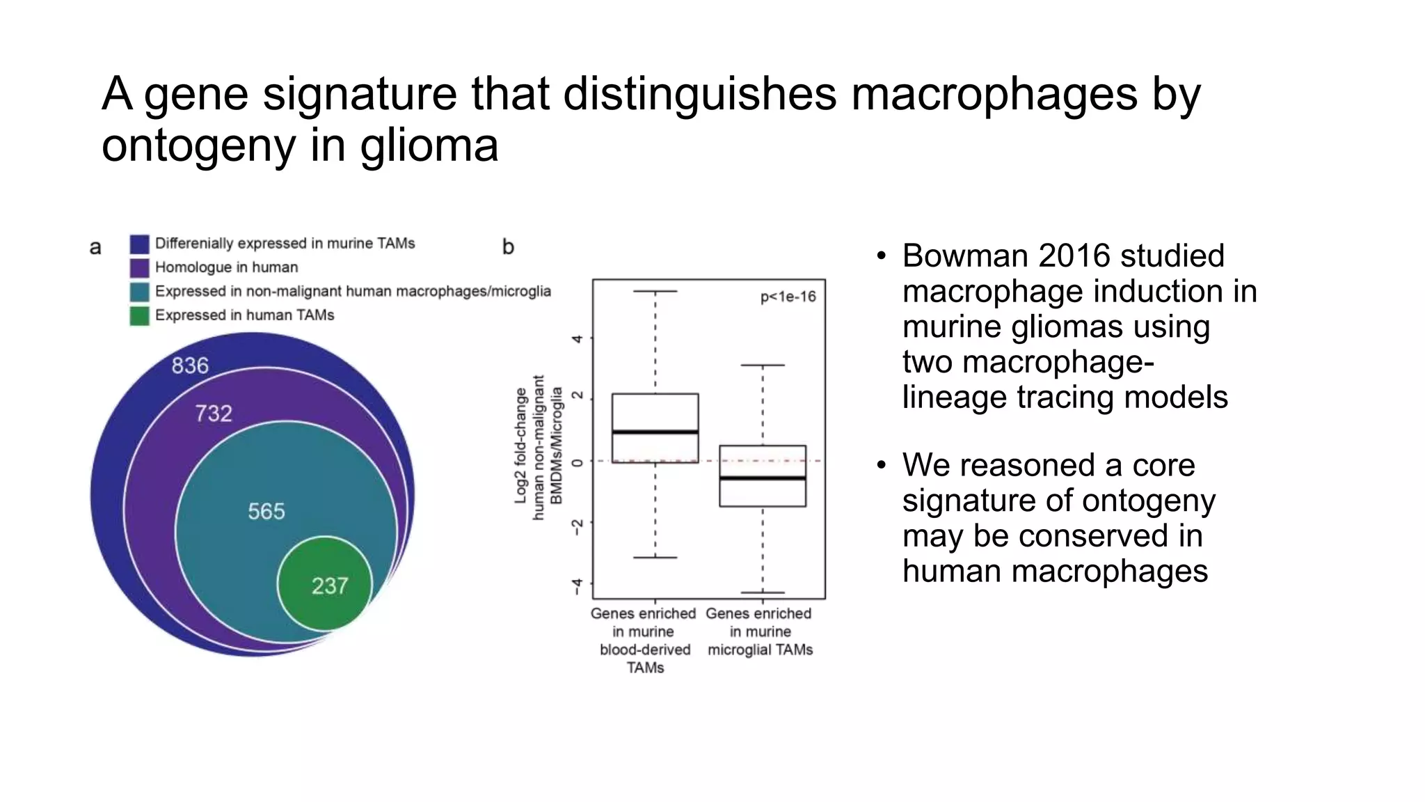 A gene signature that distinguishes macrophages by
ontogeny in glioma
• Bowman 2016 studied
macrophage induction in
murine gliomas using
two macrophage-
lineage tracing models
• We reasoned a core
signature of ontogeny
may be conserved in
human macrophages
 
