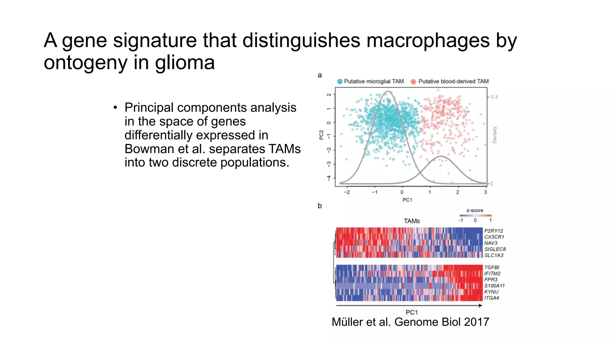 A gene signature that distinguishes macrophages by
ontogeny in glioma
• Principal components analysis
in the space of genes
differentially expressed in
Bowman et al. separates TAMs
into two discrete populations.
Müller et al. Genome Biol 2017
 