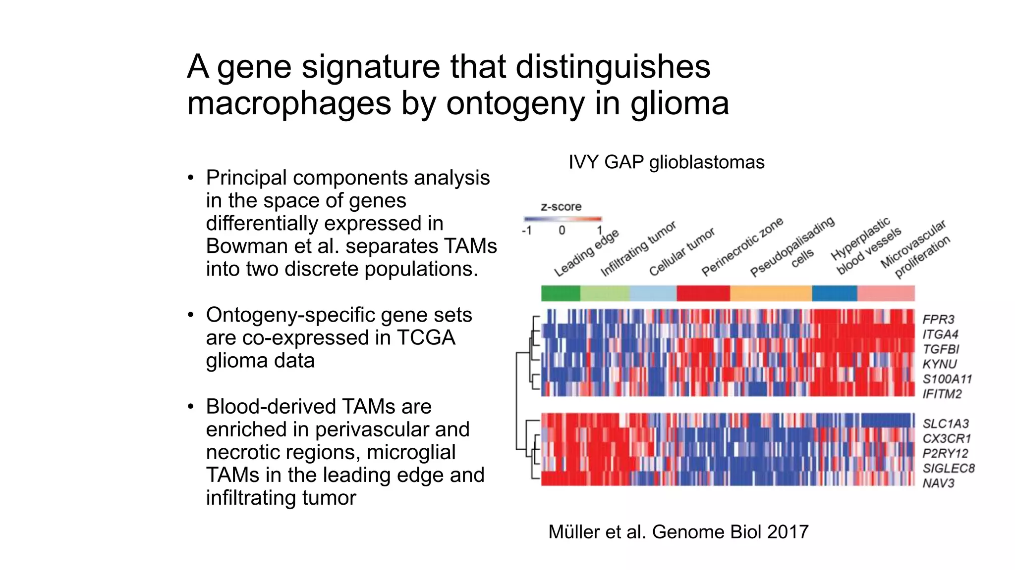 Müller et al. Genome Biol 2017
IVY GAP glioblastomas
A gene signature that distinguishes
macrophages by ontogeny in glioma
• Principal components analysis
in the space of genes
differentially expressed in
Bowman et al. separates TAMs
into two discrete populations.
• Ontogeny-specific gene sets
are co-expressed in TCGA
glioma data
• Blood-derived TAMs are
enriched in perivascular and
necrotic regions, microglial
TAMs in the leading edge and
infiltrating tumor
 