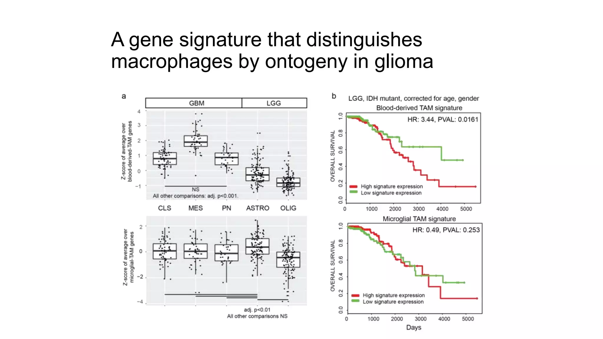 A gene signature that distinguishes
macrophages by ontogeny in glioma
 