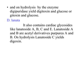 • and on hydrolysis by the enzyme
digipuridase yield digitoxin and glucose or
gitoxin and glucose.
D. lanata
It also contains cardiac glycosides
like lanatoside A, B, C and E. Lanatoside A
and B are acetyl derivatives purpurea A and
B. On hydrolysis Lanatoside C yields
digoxin.
 