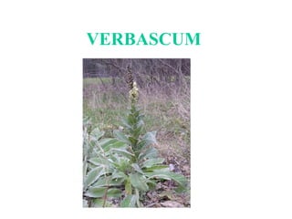 VERBASCUM
 