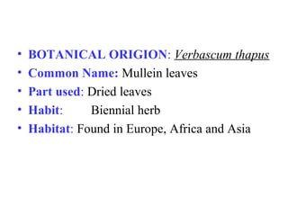 • BOTANICAL ORIGION: Verbascum thapus
• Common Name: Mullein leaves
• Part used: Dried leaves
• Habit: Biennial herb
• Habitat: Found in Europe, Africa and Asia
 