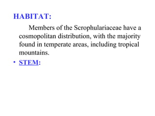 HABITAT:
Members of the Scrophulariaceae have a
cosmopolitan distribution, with the majority
found in temperate areas, including tropical
mountains.
• STEM:
 