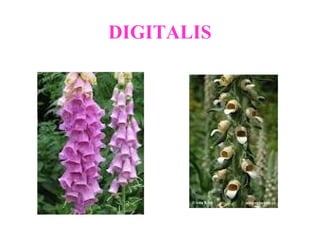 DIGITALIS
 