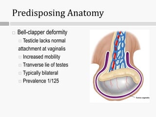 Predisposing Anatomy
 Bell-clapper deformity
 Testicle lacks normal
attachment at vaginalis
 Increased mobility
 Tranverse lie of testes
 Typically bilateral
 Prevalence 1/125
 