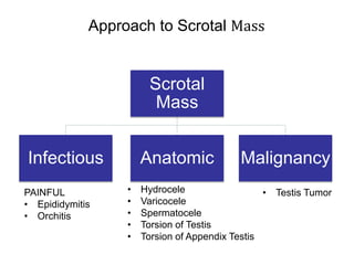 Approach to Scrotal Mass
Scrotal
Mass
Infectious Anatomic Malignancy
PAINFUL
• Epididymitis
• Orchitis
• Hydrocele
• Varicocele
• Spermatocele
• Torsion of Testis
• Torsion of Appendix Testis
• Testis Tumor
 
