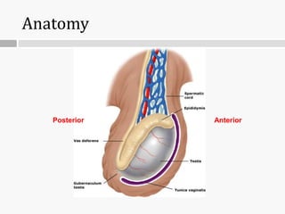 Anatomy
Anterior
Posterior
 