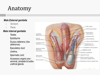 Male External genitalia
 Scrotum
 Penis
Male internal genitalia
o Testes
o Epididymis
o Ductus deferens (Vas
deference)
o Ejaculatory duct
o Urethra.
o Spermatic cord
o Accessory organs are:-
seminal, prostate & bulbo-
urethral glands
Anatomy
 