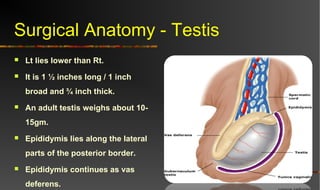 Scrotal disorders | PPT
