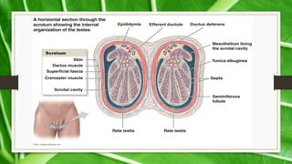 Scrotal Ridge Scrotal swelling | PPTX