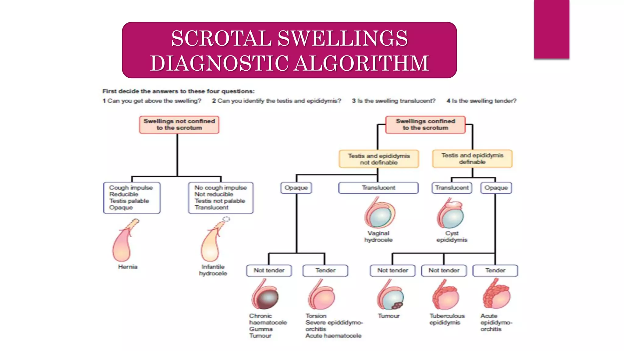 SCROTAL SWELLINGS
DIAGNOSTIC ALGORITHM
 